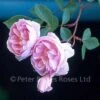 Baltimore Belle (Rambling Rose) -Classic Roses Sales Store baltimorebelle1000