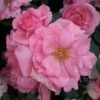 Bantry Bay (Climbing Rose) -Classic Roses Sales Store bantry bay chelsea 2019 1 1000px