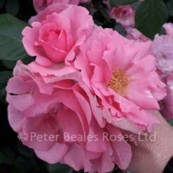 Bantry Bay (Climbing Rose) -Classic Roses Sales Store bantry bay chelsea 2019 4 1000px