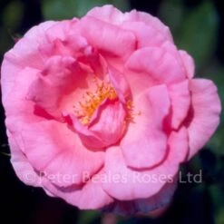 Bantry Bay (Climbing Rose) -Classic Roses Sales Store bantrybay 1000px