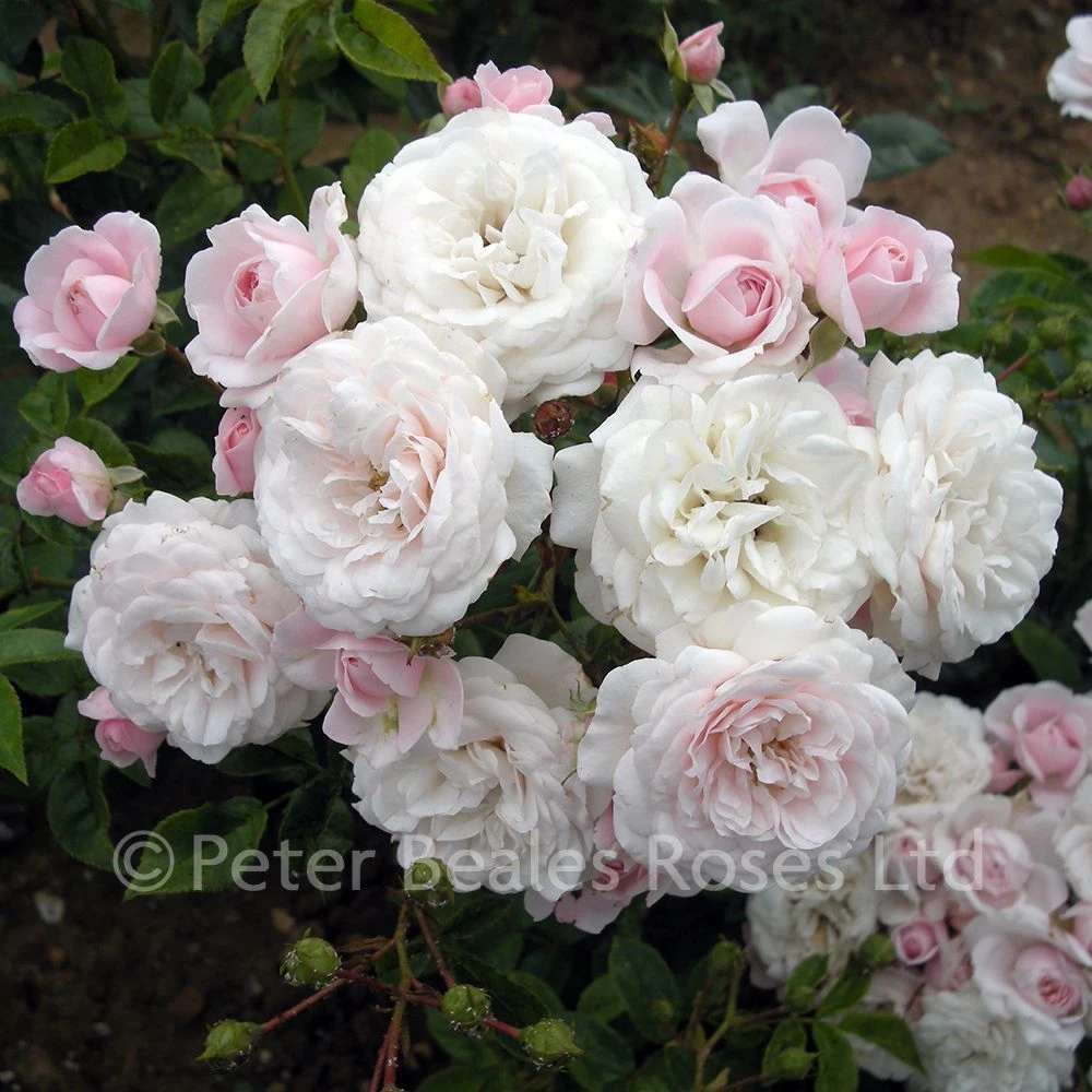 Barakura (Procumbent Rose) 4 Barakura (Procumbent Rose) - Image 2