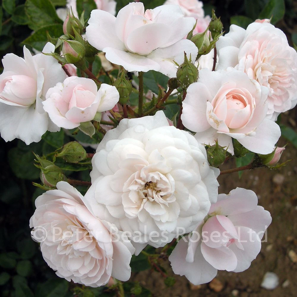 Barakura (Procumbent Rose) 5 Barakura (Procumbent Rose) - Image 3