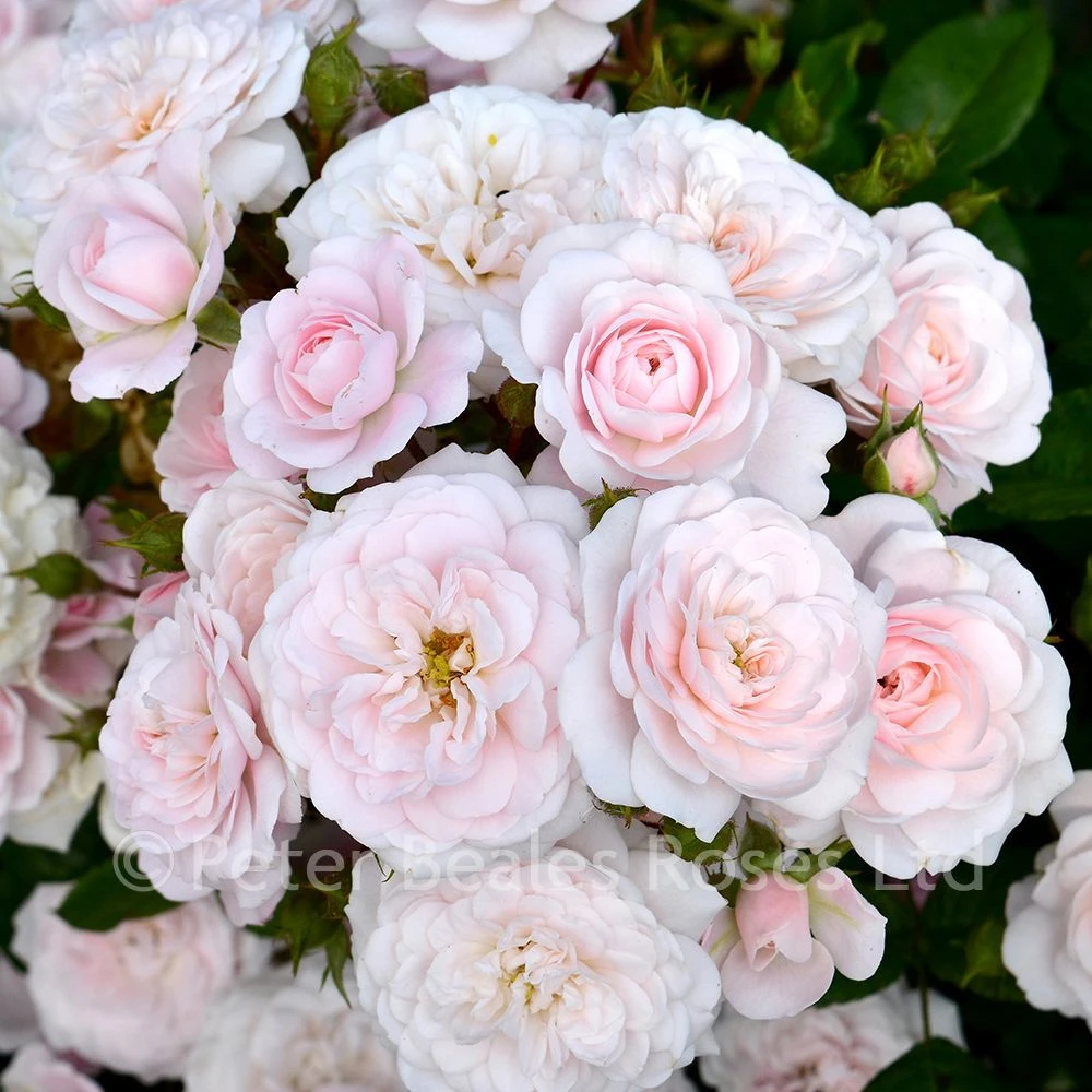 Barakura (Procumbent Rose) 3 Barakura (Procumbent Rose)