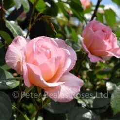 Fragrant Celebration (Climbing Rose) -Classic Roses Sales Store beamerry bm 2017 19 1000px