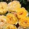 Belle De Jour (Bush Rose) 1 Belle De Jour (Bush Rose) -Classic Roses Sales Store belle de jour 2 1000px