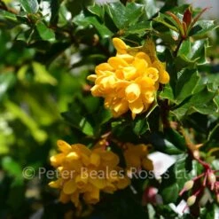 Berberis Darwinii Compacta (Compact Darwins Barberry) -Classic Roses Sales Store berberis darwinii compacta bm 2016 4 1000px