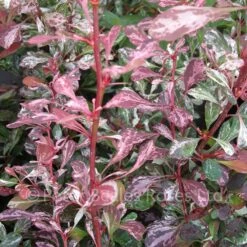 Berberis Thunbergii Rose Glow (Barberry) 8 Berberis Thunbergii Rose Glow (Barberry) -Classic Roses Sales Store berberis thuberg. rose glow2 1000px 1