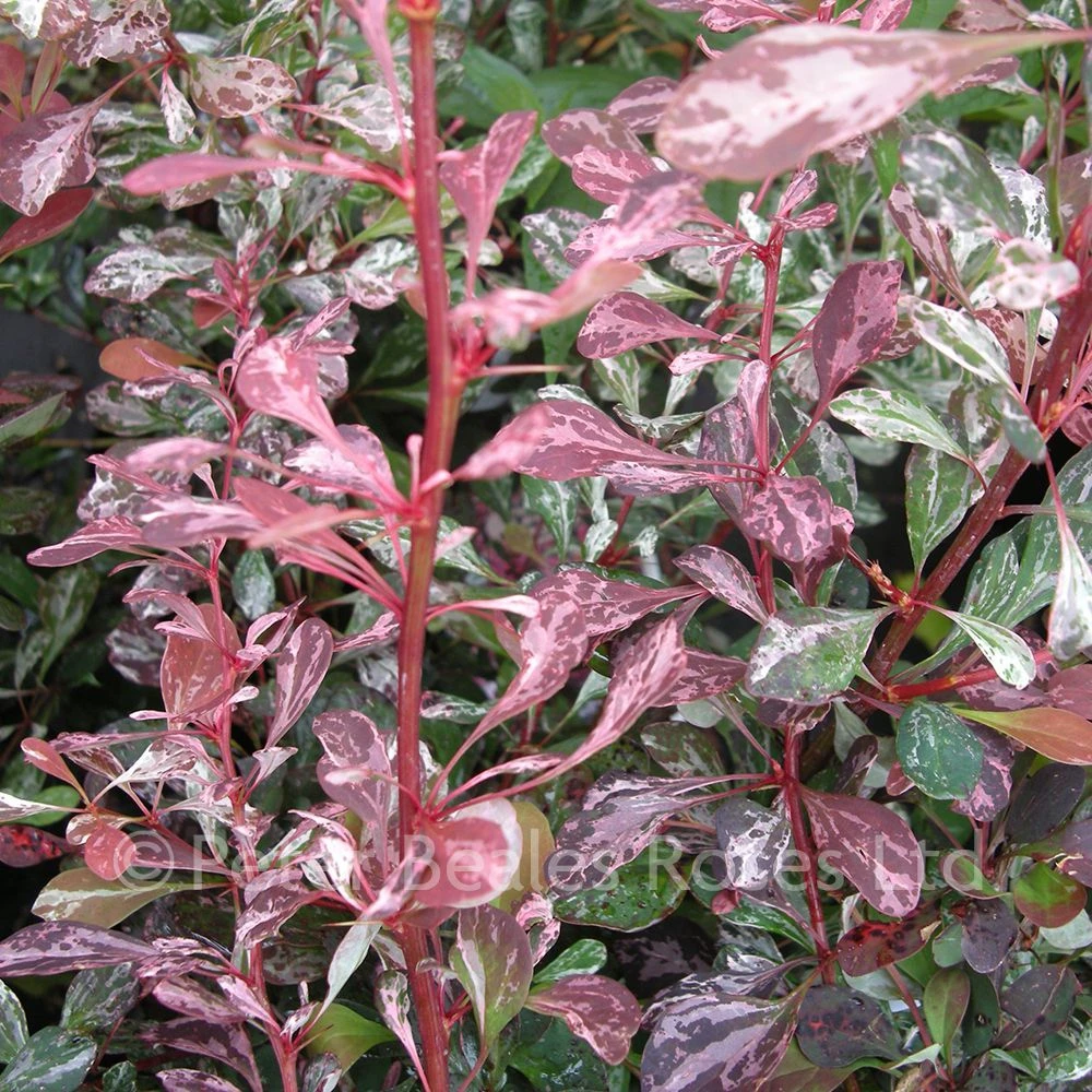 Berberis Thunbergii Rose Glow (Barberry) 5 Berberis Thunbergii Rose Glow (Barberry) - Image 3