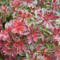 Berberis Thunbergii Admiration (Barberry)