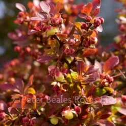 Berberis Thunbergii Admiration (Barberry) -Classic Roses Sales Store berberis thunbergii admiration 3 1000px