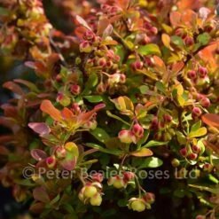 Berberis Thunbergii Admiration (Barberry) -Classic Roses Sales Store berberis thunbergii admiration 6 1000px