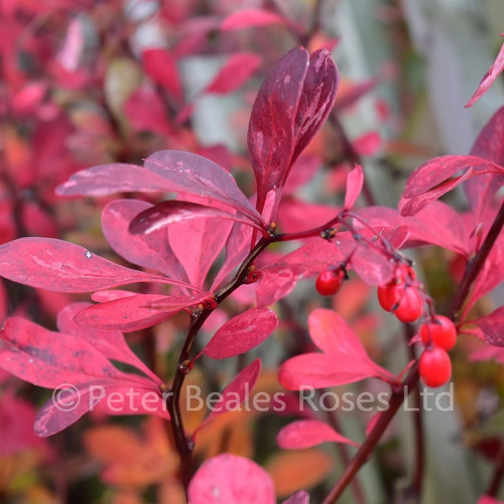 Berberis Thunbergii Rose Glow (Barberry) 3 Berberis Thunbergii Rose Glow (Barberry)