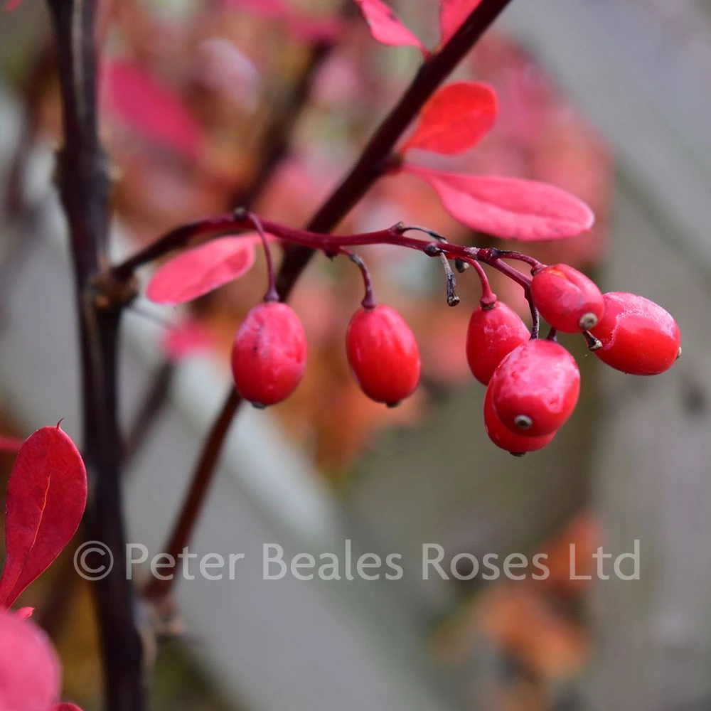 Berberis Thunbergii Rose Glow (Barberry) 4 Berberis Thunbergii Rose Glow (Barberry) - Image 2