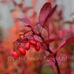 Berberis Thunbergii Rose Glow (Barberry) 9 Berberis Thunbergii Rose Glow (Barberry) -Classic Roses Sales Store berberis thunbergii atropurpurea rose glow 7 1000px 1