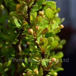 Berberis Thunbergii Golden Rocket (Barberry) 10 Berberis Thunbergii Golden Rocket (Barberry) -Classic Roses Sales Store berberis thunbergii golden rocket bm 2017 8 1000px