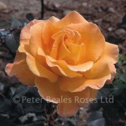 Bettina (Climbing Rose)