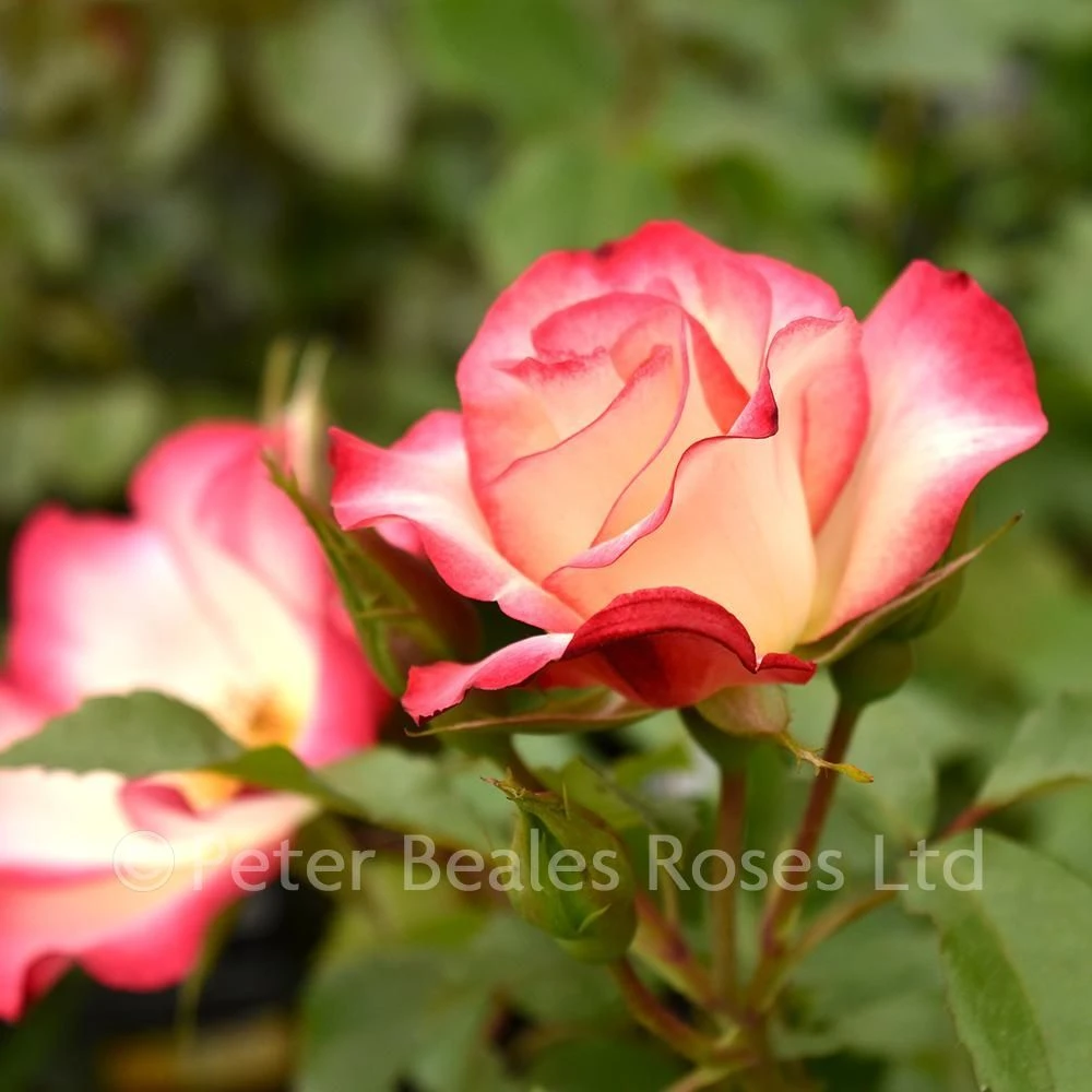 Birthday Girl (Bush Rose) 5 Birthday Girl (Bush Rose) - Image 3