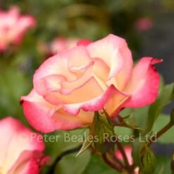 Birthday Girl (Bush Rose) 9 Birthday Girl (Bush Rose) -Classic Roses Sales Store birthday girl bm 2018 17 1000px