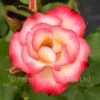 Birthday Girl (Bush Rose) 1 Birthday Girl (Bush Rose) -Classic Roses Sales Store birthday girl bm 2018 3 1000px