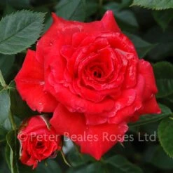 Birthday Wishes (Patio Shrub Rose) 9 Birthday Wishes (Patio Shrub Rose) -Classic Roses Sales Store birthday wishes bm 2015 7 1000px