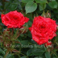 Birthday Wishes (Patio Shrub Rose) 11 Birthday Wishes (Patio Shrub Rose) -Classic Roses Sales Store birthday wishes bm 2015 9 1000px