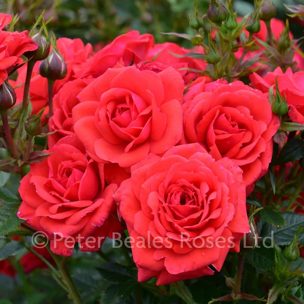 Birthday Wishes (Patio Shrub Rose) 4 Birthday Wishes (Patio Shrub Rose) - Image 2