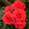 Birthday Wishes (Patio Shrub Rose) -Classic Roses Sales Store birthday wishes bm 2016 3 1000px