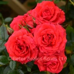 Birthday Wishes (Patio Shrub Rose)