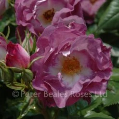 Blue For You (Bush Rose) -Classic Roses Sales Store blue for you bm 2015 43 1000px