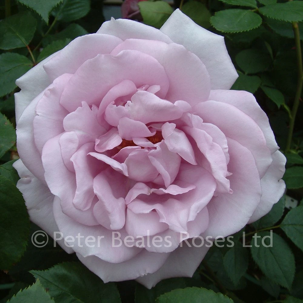 Blue Moon (Bush Rose) 5 Blue Moon (Bush Rose) - Image 3