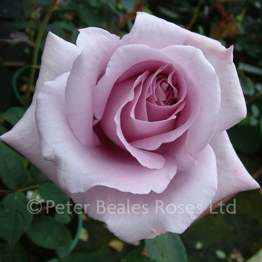 Blue Moon (Bush Rose) 3 Blue Moon (Bush Rose)