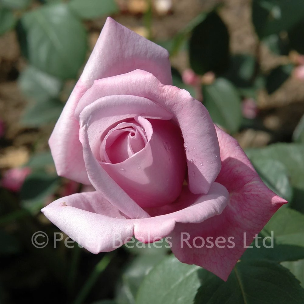 Blue Moon (Bush Rose) 9 Blue Moon (Bush Rose) - Image 7