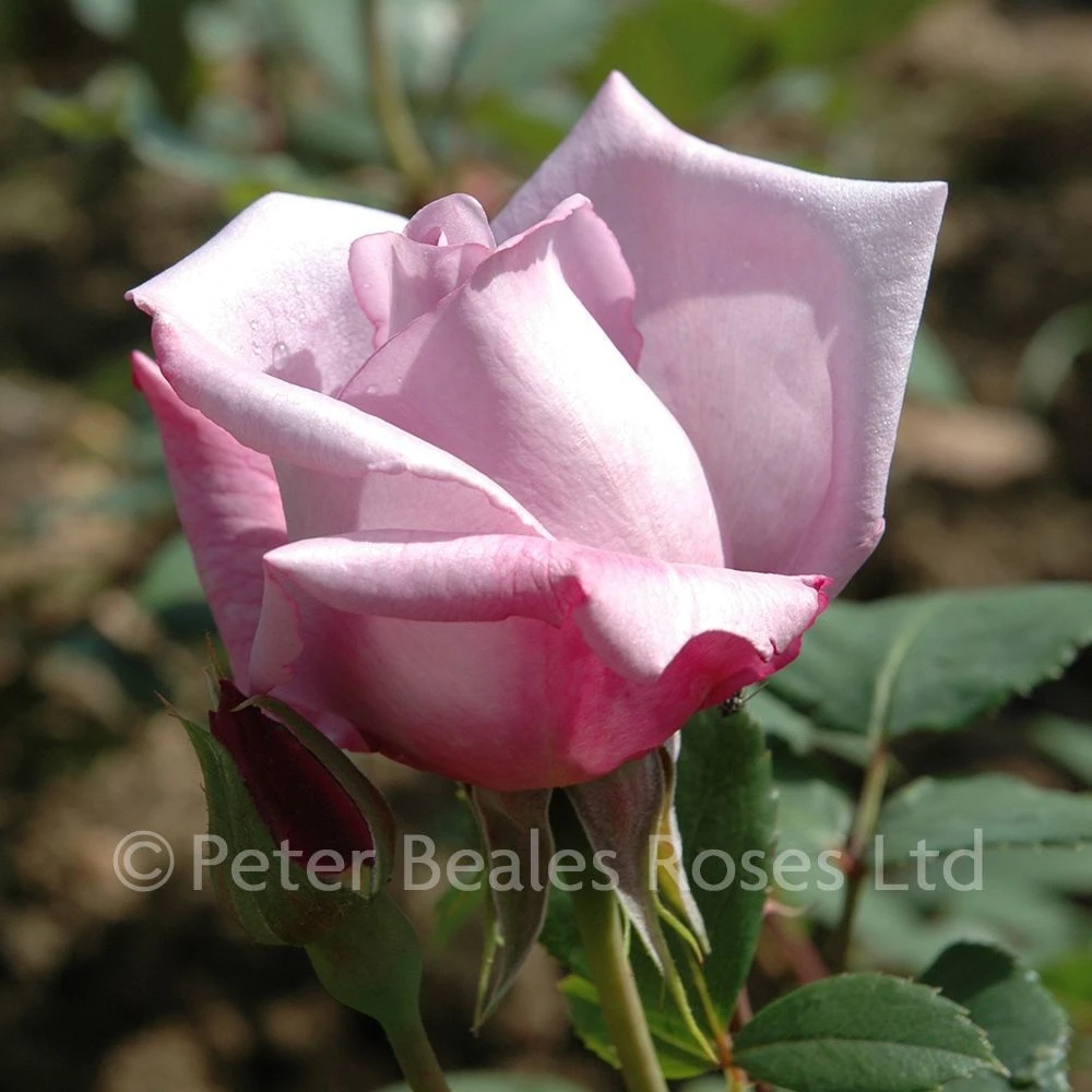 Blue Moon (Bush Rose) 7 Blue Moon (Bush Rose) - Image 5