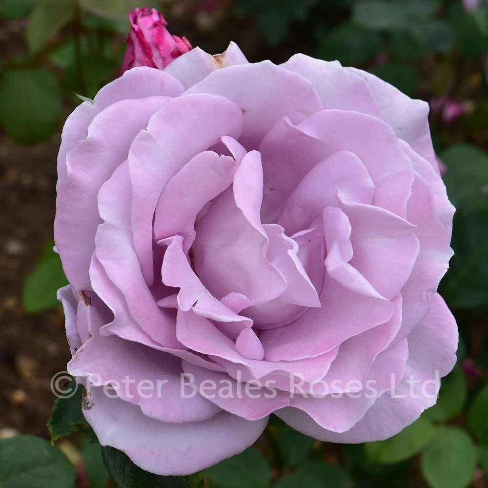 Blue Moon (Bush Rose) 8 Blue Moon (Bush Rose) - Image 6