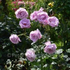 Blue Moon (Bush Rose) 12 Blue Moon (Bush Rose) -Classic Roses Sales Store blue moon bm 2017 4 1000px