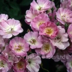 Blush Rambler (Rambling Rose) -Classic Roses Sales Store blush rambler 1000px 1
