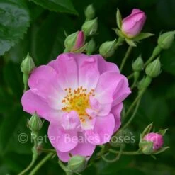 Blush Rambler (Rambling Rose) -Classic Roses Sales Store blush rambler bm 2016 11 1000px