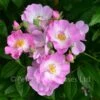 Blush Rambler (Rambling Rose) -Classic Roses Sales Store blush rambler bm 2016 18 1000px