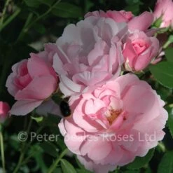 Bonica (Half Standard Rose) -Classic Roses Sales Store bonica 4 bm 1000px