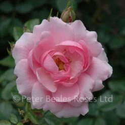 Bonica (Half Standard Rose) -Classic Roses Sales Store bonica bm 2015 13 1000px 1