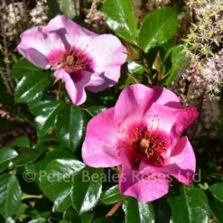 Bright As A Button (Bush Rose) 7 Bright As A Button (Bush Rose) -Classic Roses Sales Store bright as a button bm 2018 1 1000px