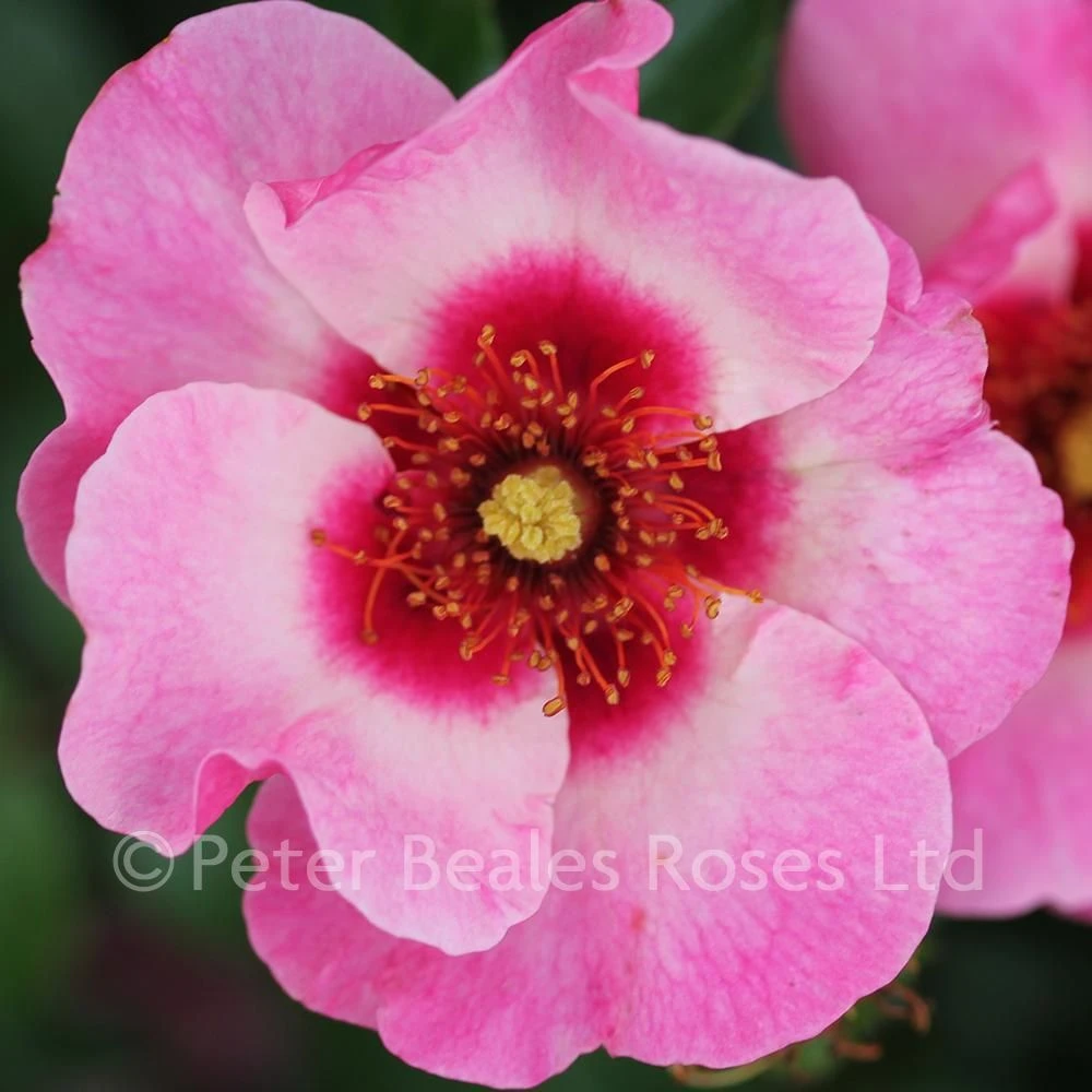 Bright As A Button (Bush Rose) 3 Bright As A Button (Bush Rose)