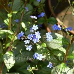 Brunnera Macrophylla Looking Glass -Classic Roses Sales Store brunnera looking glass bm 2017 4 1000px