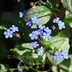 Brunnera Macrophylla Looking Glass