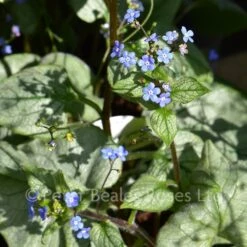 Brunnera Macrophylla Looking Glass -Classic Roses Sales Store brunnera looking glass bm 2017 9 1000px