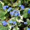 Brunnera Macrophylla Dawsons White (Perennial Forget-Me-Not) -Classic Roses Sales Store brunnera m dawson s white bm 2016 2 1000px
