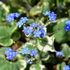 Brunnera Macrophylla Dawsons White (Perennial Forget-Me-Not)
