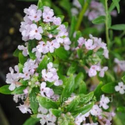 Buddleja Alternifolia (Butterfly Bush) -Classic Roses Sales Store buddleja alternifolia 1000px