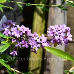 Buddleja Alternifolia (Butterfly Bush) -Classic Roses Sales Store buddleja alternifolia bm 2017 11 1000px
