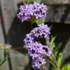 Buddleja Alternifolia (Butterfly Bush) 1 Buddleja Alternifolia (Butterfly Bush) -Classic Roses Sales Store buddleja alternifolia bm 2017 3 1000px
